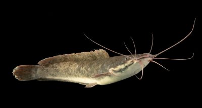 ​埃及胡子鲶40年的“野心”：折腾完珠江，又北上黄河，能得逞？