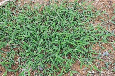 ​最全的常见植物录：33种常见却又叫不上名的植物，进来看看吧