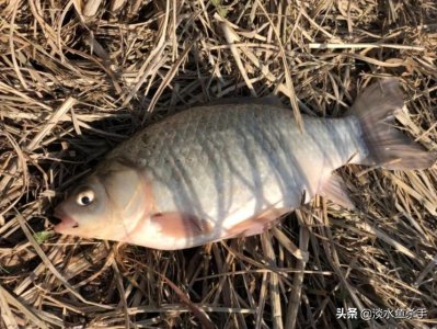 ​它是传统钓中的“殿堂