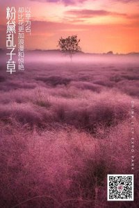 ​粉黛乱子草：以草为名