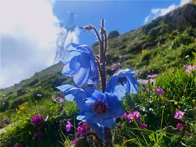 ​中国特有的六大野花，