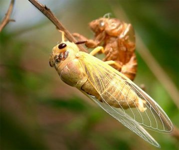 ​蝉为什么又叫“知了”