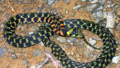 ​云南毒蛇简谱～虎斑颈槽蛇