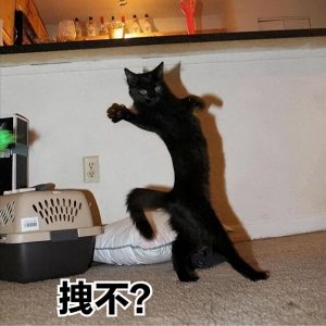 ​“不要养黑猫”？其中