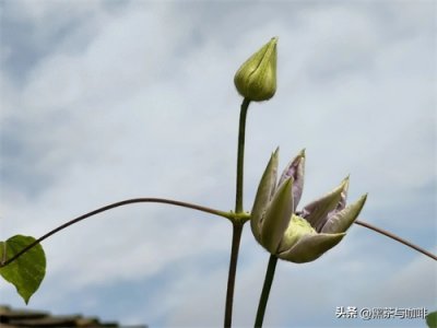 ​铁线莲，是我养过最好养的花卉之一，做到这几点开成花墙不是梦想