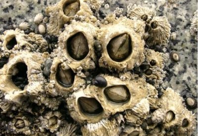 ​奇特”的海洋生物——藤壶，密集恐怖，你对它有了解吗？