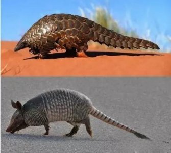 ​穿山甲和犰狳的区别，