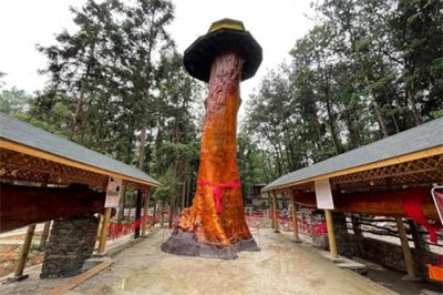 ​一棵金丝楠木能卖上亿元，树苗一株才10元左右，为啥却没人愿意种