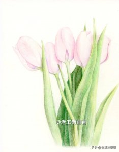 ​郁金香怎么画？用彩铅