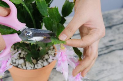 ​掌握这7点，蟹爪兰花开