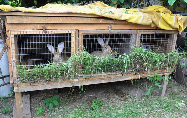 兔养殖基本知识（兔养殖技术要点）(3)