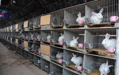 ​兔养殖基本知识（兔养
