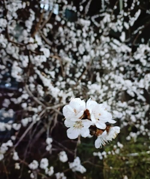 忽如一夜春风来下一句是什么