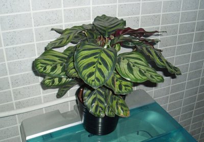 ​孔雀竹芋与家居风格的