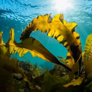 ​十一月，海藻肥企业齐