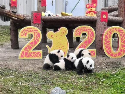 ​前方高萌！20只卧龙熊猫