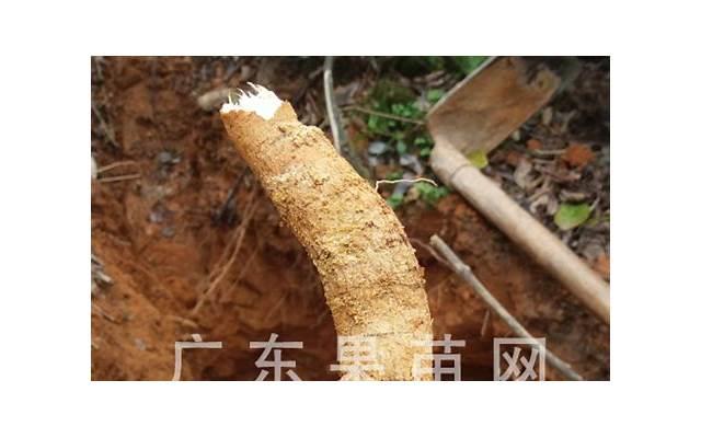 诚实可靠的金牛座