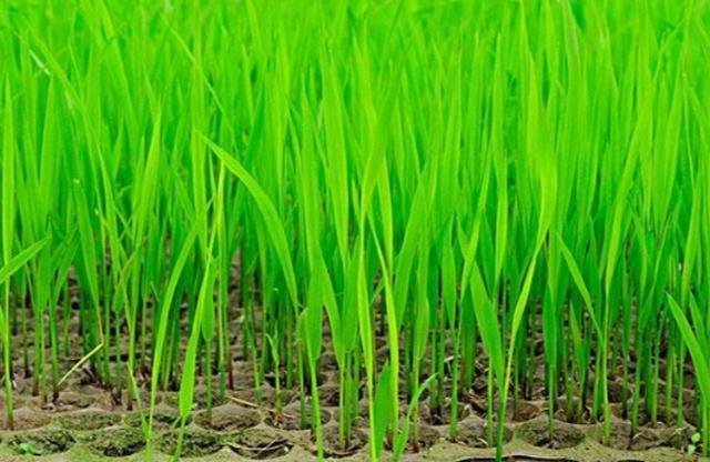 正月不能剪头发吗(正月里有讲究为什么不能)(1)