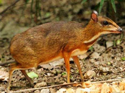 ​小个头的鼷鹿