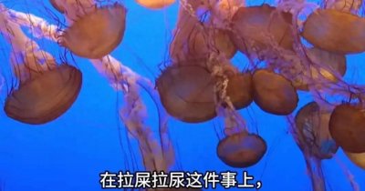 ​失业囗决:庄子，道在屎