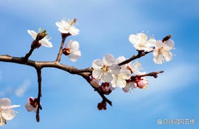 ​精选15首杏花古诗词，沾