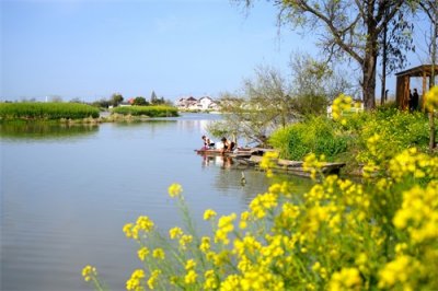 ​兴化千岛菜花，江苏最