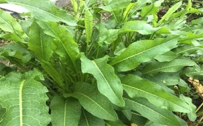 ​野菠菜（牛大黄）价值