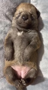 ​见证捷克狼犬的可爱时刻！从小萌崽到成长之路