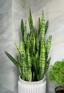 ​品种繁多，傻傻分不清