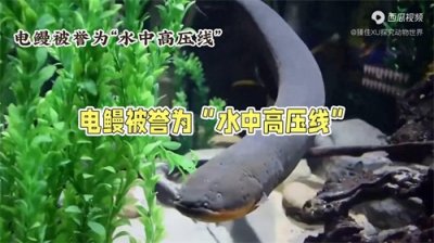 ​电鳗：放电能力最强的
