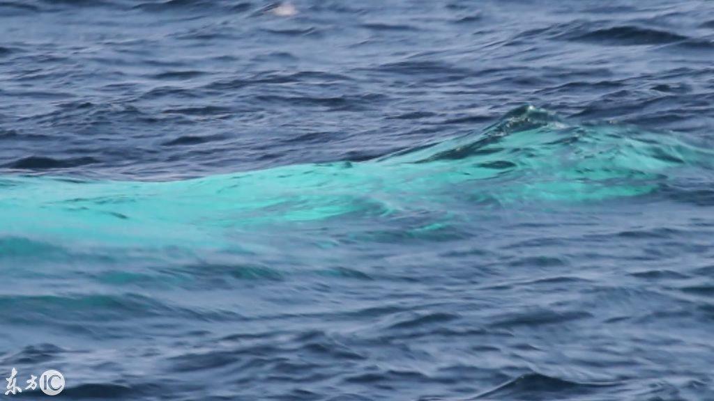 世界唯一的白色雄性座头鲸米伽罗现身,30年中第4次!当局下禁令