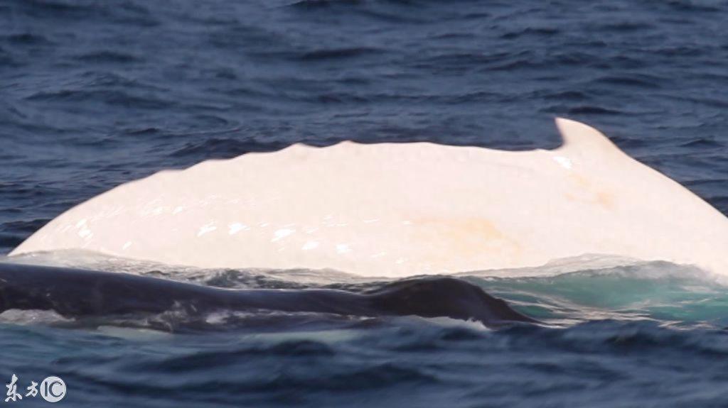 世界唯一的白色雄性座头鲸米伽罗现身,30年中第4次!当局下禁令