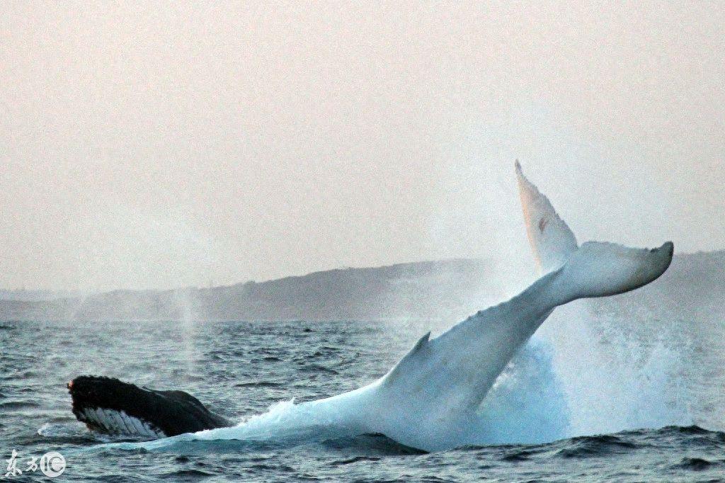 世界唯一的白色雄性座头鲸米伽罗现身,30年中第4次!当局下禁令