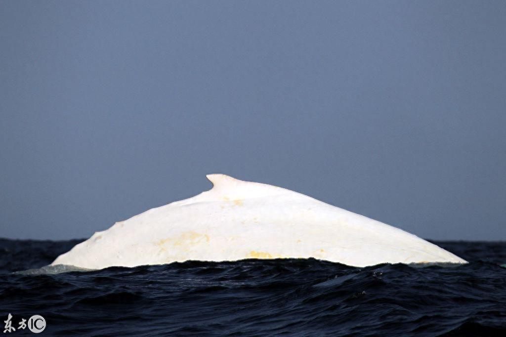 世界唯一的白色雄性座头鲸米伽罗现身,30年中第4次!当局下禁令