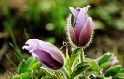 ​白头翁：生命之诗，自