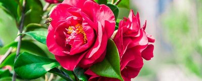 买的茶花掉叶子的补救方