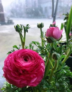 ​它叫做“芹菜花”，开