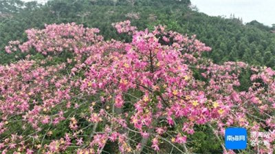​一树粉黛映秋光 屯昌异