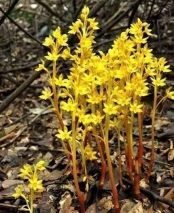 ​堪比大熊猫的中国兰花