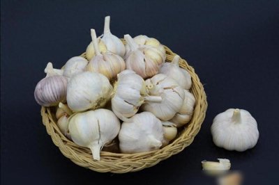 ​春天大蒜容易发芽，教