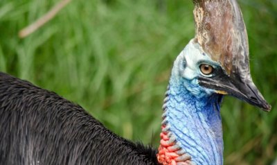 ​为何鹤鸵被称为“杀人