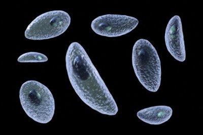 ​猪肉绦虫和水蛭都放在