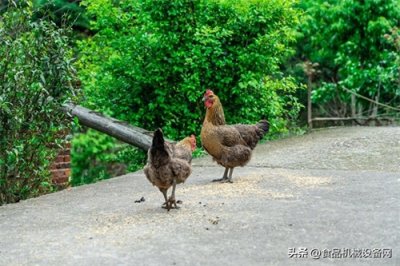 ​崇仁麻鸡，产业腾飞正当时