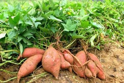 地瓜什么时候成熟？秋天