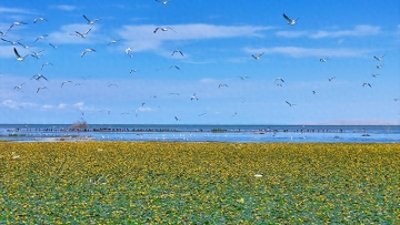 ​新疆博斯腾湖：碧湖荡漾 荇菜花开