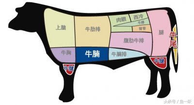 ​牛腩是牛身上的哪个部