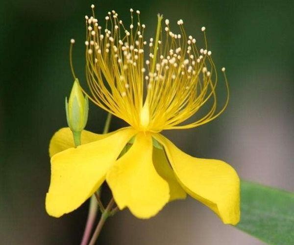 最容易红杏出墙的四大生肖女，男人别浑然不知，遇到小心点！