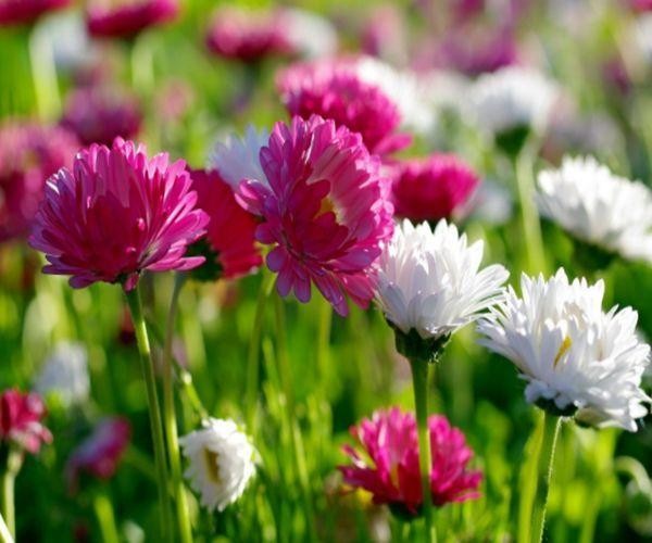 最容易红杏出墙的四大生肖女，男人别浑然不知，遇到小心点！