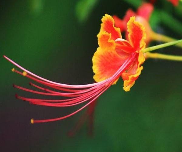 最容易红杏出墙的四大生肖女，男人别浑然不知，遇到小心点！