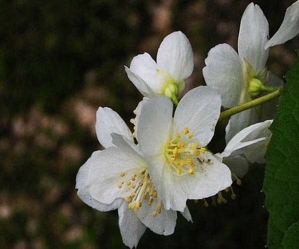 最容易红杏出墙的四大生肖女，男人别浑然不知，遇到小心点！